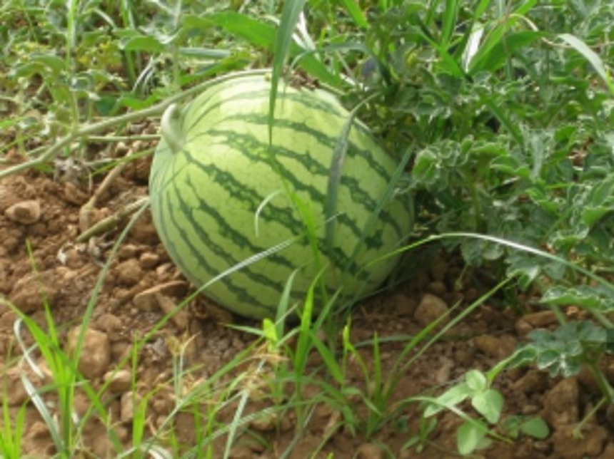 Worms ravage watermelon plantations in Verna, Nagoa, Majorda and Utorda