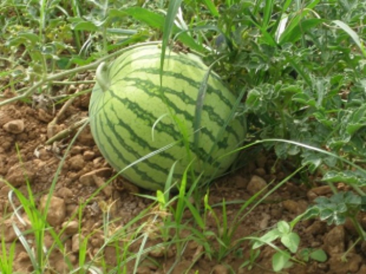 Worms ravage watermelon plantations in Verna, Nagoa, Majorda and Utorda