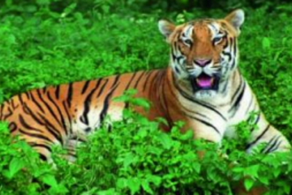 Would a tiger reserve protect the forests of Goa?
