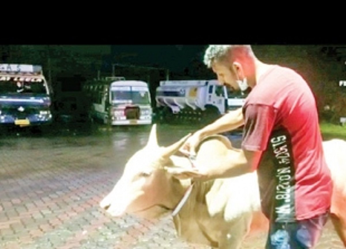 Youth group in South Goa put reflector around stray cattle to avoid accidents, fatalities