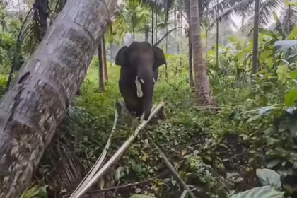 elephant omkar in goa
