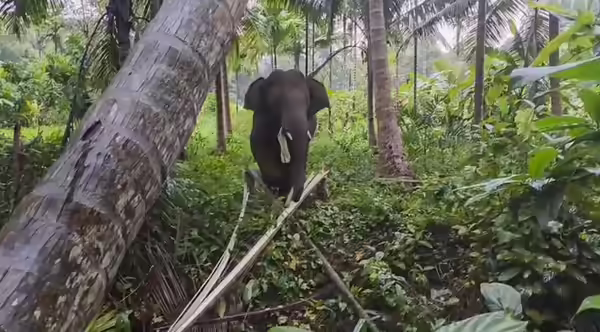 elephant omkar in goa
