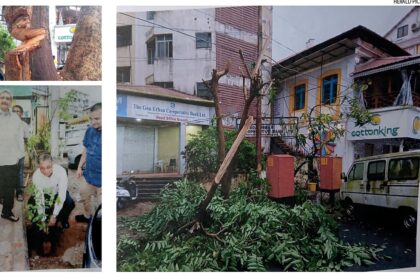 hacked down: Tree planted by late defence minister left defenceless