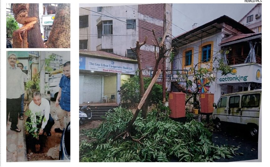 hacked down: Tree planted by late defence minister left defenceless 1 hacked down: Tree planted by late defence minister left defenceless