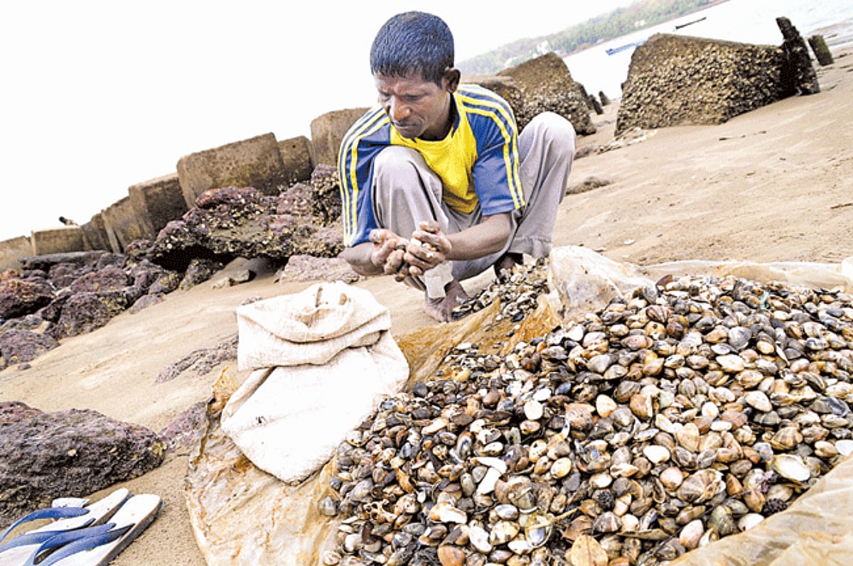 seasonal catch: A man separates clams, (locally known as tisreos) from the empty shells after harvesting them from River Mandovi near Kala Academy in Panjim.