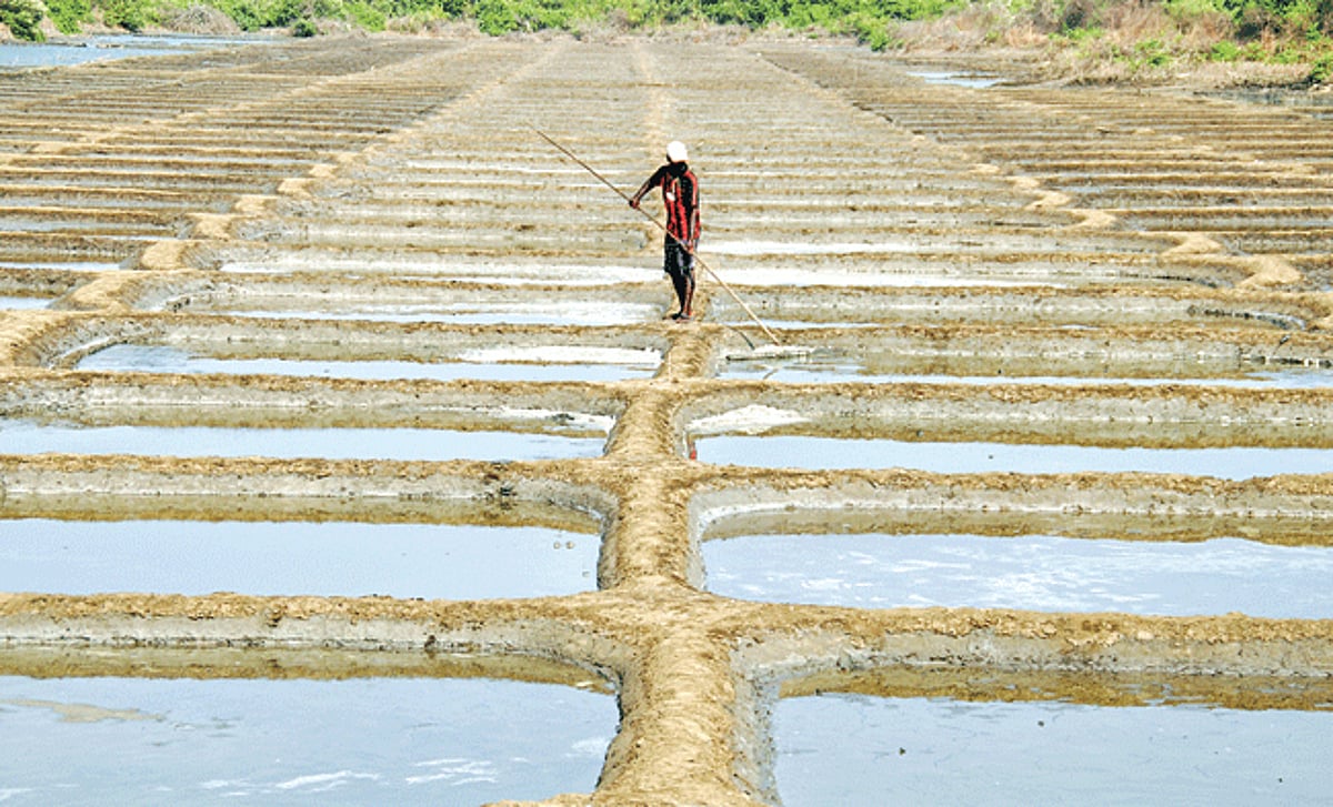 the taste of goa: A worker gathers salt in a saltpan along the Ribandar-Panjim road. Salt is a vital additive in every Goan kitchen.