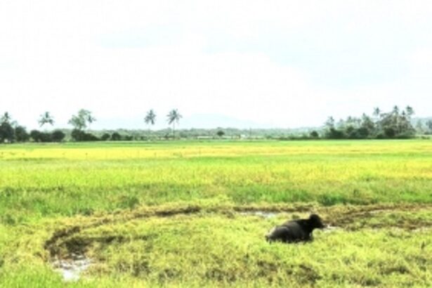 ‘Arbitrary’ amendments to Code of Comunidades spark widespread opposition amongst gaunkars