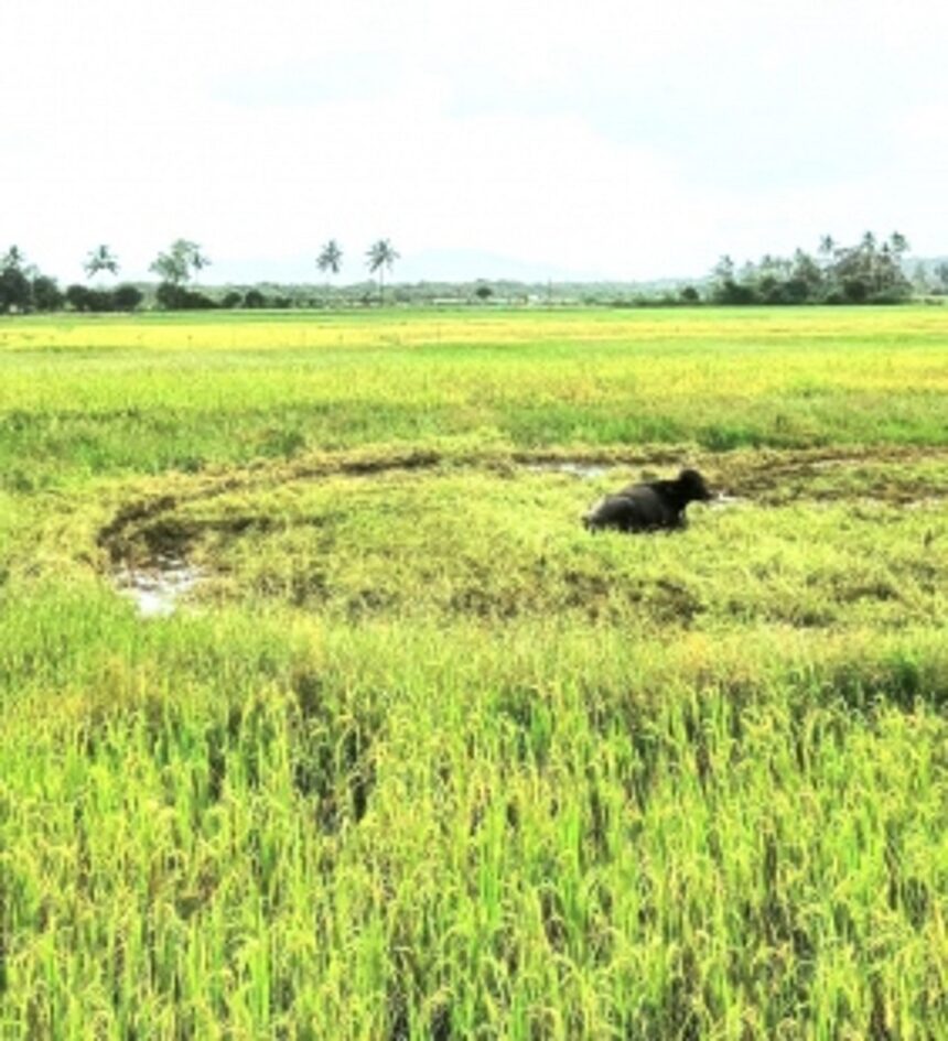 ‘Arbitrary’ amendments to Code of Comunidades spark widespread opposition amongst gaunkars