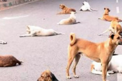 ‘Barking dogs and biting mosquitoes’