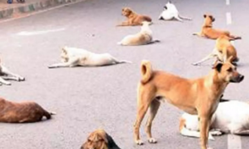 ‘Barking dogs and biting mosquitoes’