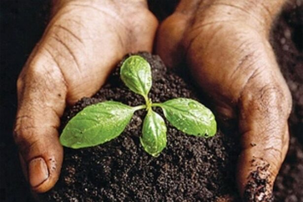 ‘Be a Treelionaire’ - Tree plantation drive at Bicholim on Independence Day!