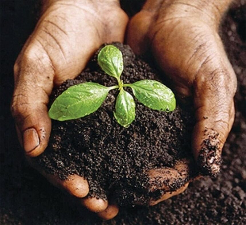 ‘Be a Treelionaire’ - Tree plantation drive at Bicholim on Independence Day!