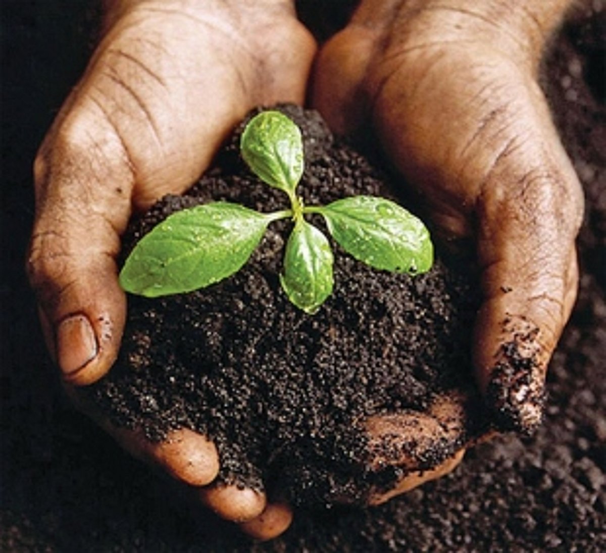 ‘Be a Treelionaire’ - Tree plantation drive at Bicholim on Independence Day!