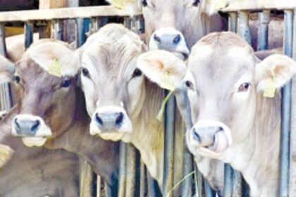 ‘Blind on what’s required but all for constructing slaughter houses’