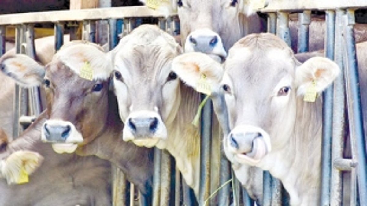 ‘Blind on what’s required but all for constructing slaughter houses’