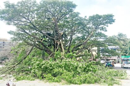 ‘Butchering’ of Margao’s lungs continues