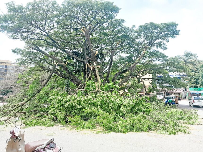 ‘Butchering’ of Margao’s lungs continues 1 ‘Butchering’ of Margao’s lungs continues