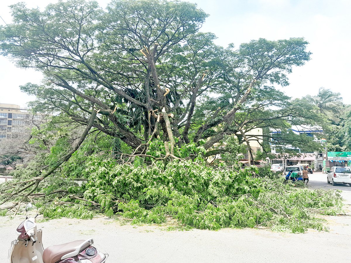‘Butchering’ of Margao’s lungs continues