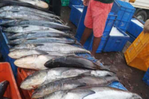 ‘Fish-cutters charged high sopo fees by SGPDA’