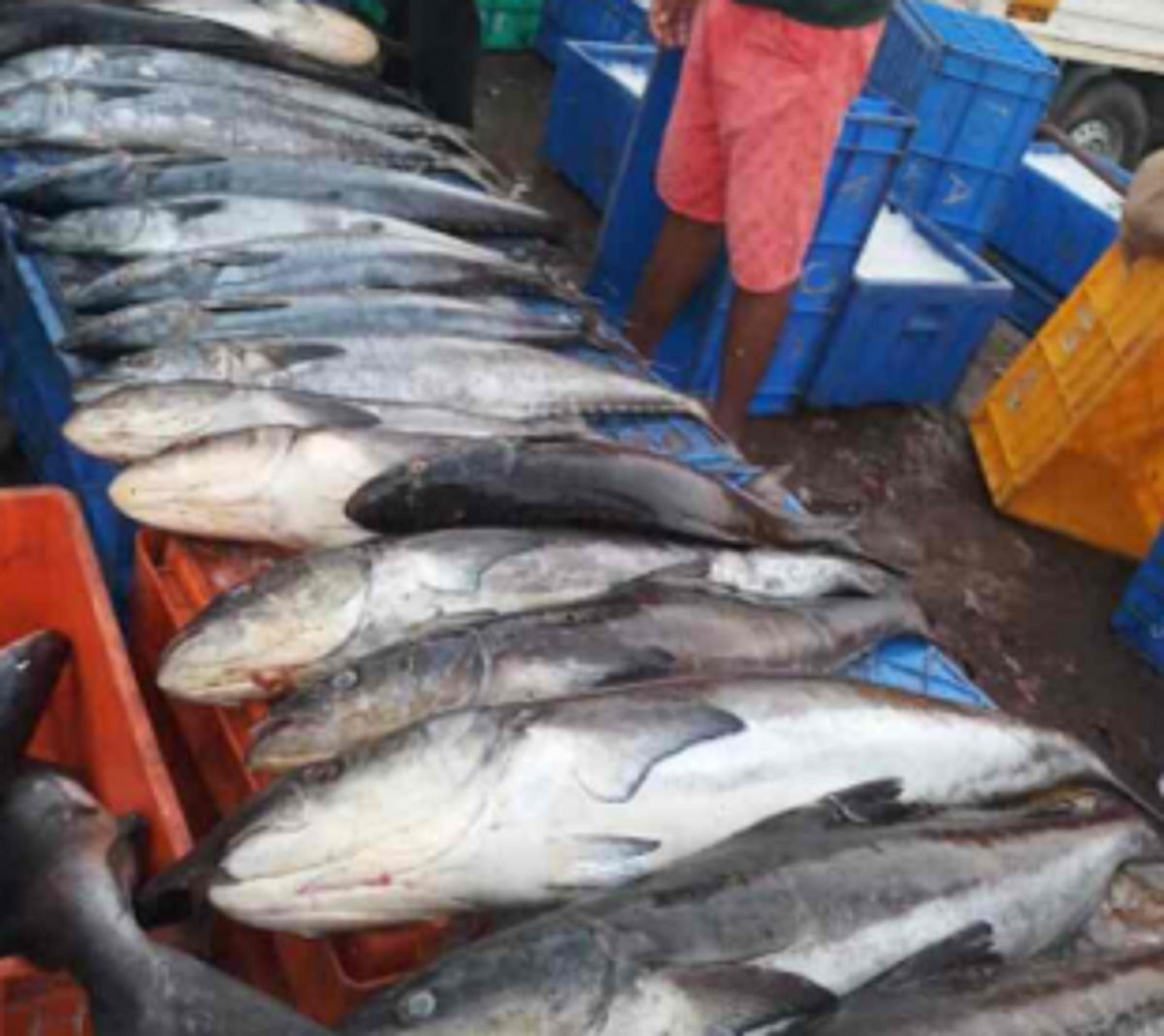 ‘Fish-cutters charged high sopo fees by SGPDA’