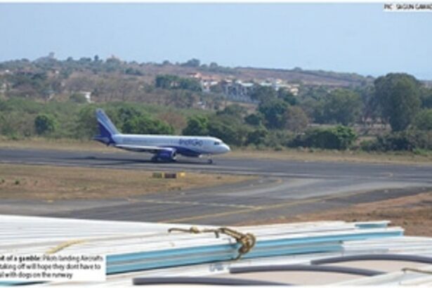 ‘Flight tower, there is a dog in my pathway! Aborting take off!’