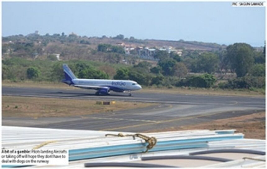 ‘Flight tower, there is a dog in my pathway! Aborting take off!’