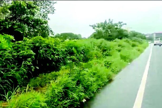 ‘Forest’ on footpath: Pedestrians risk life outside Margao Rly Station