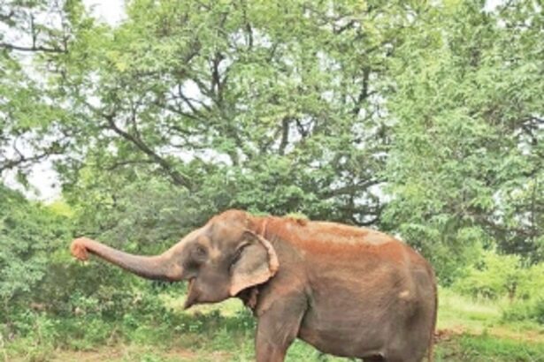 ‘Janumani’  walks away  to freedom