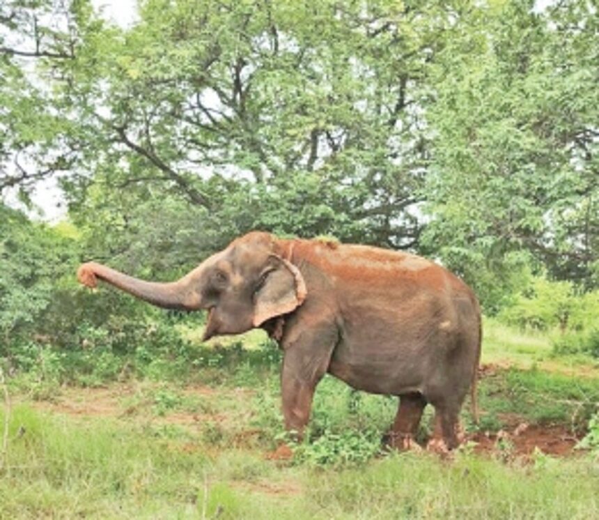 ‘Janumani’ walks away to freedom