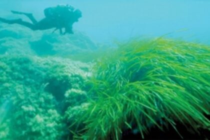 ‘Lungs of the Mediterranean’ at risk