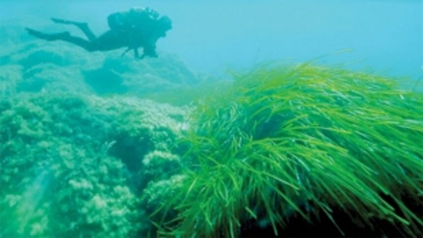 ‘Lungs of the Mediterranean’ at risk