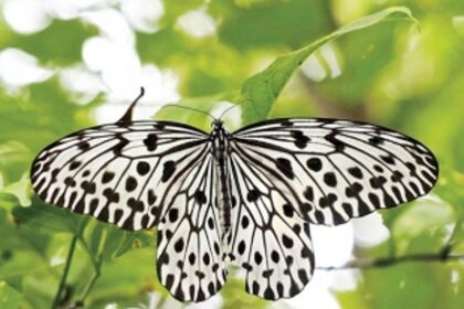 ‘Malabar Tree Nymph’ declared State Butterfly of Goa