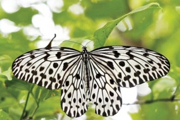‘Malabar Tree Nymph’ declared State Butterfly of Goa