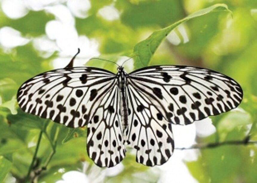‘Malabar Tree Nymph’ declared State Butterfly of Goa