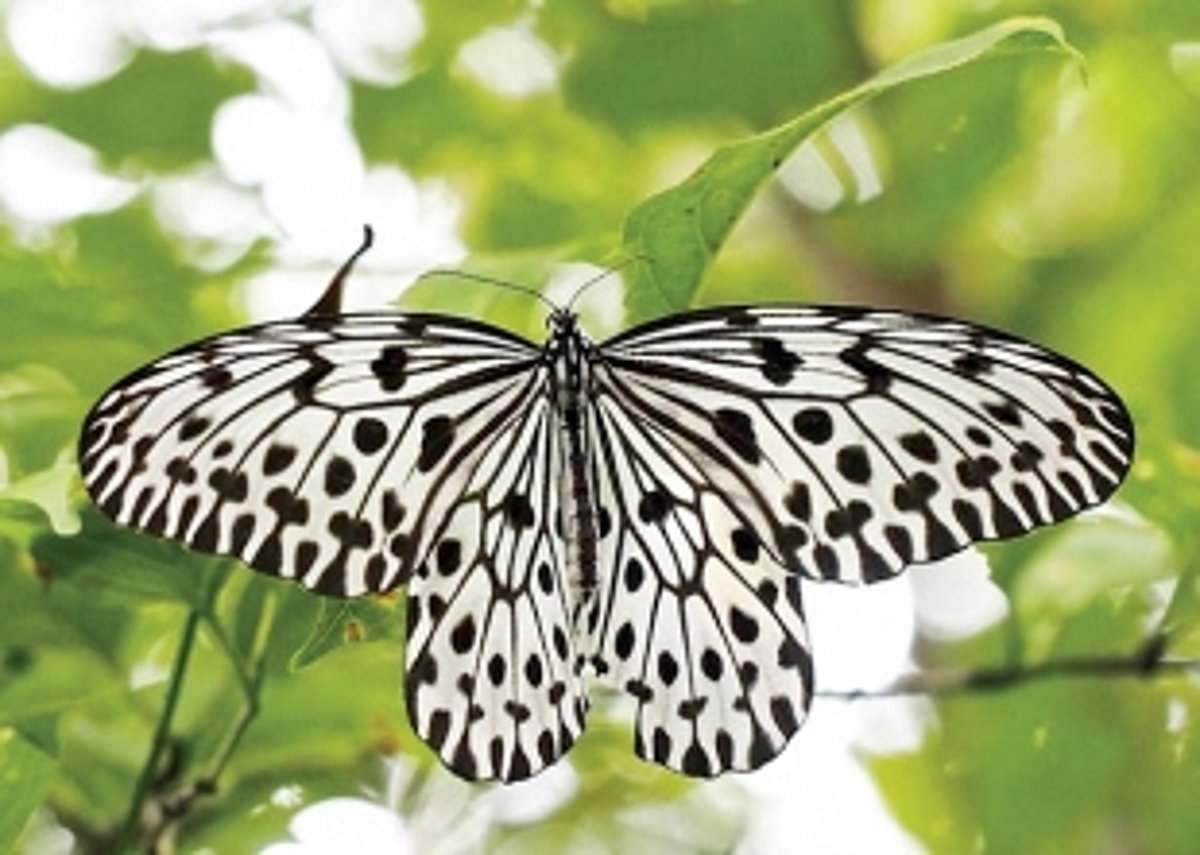 ‘Malabar Tree Nymph’ declared State Butterfly of Goa