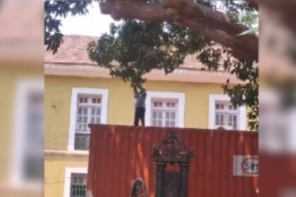 ‘Man Goes’ Stealing Mangoes in Broad Daylight