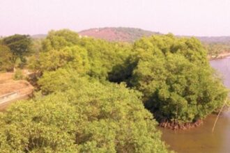 ‘Mangrove Walk’ at Candolim to be ready by May-end