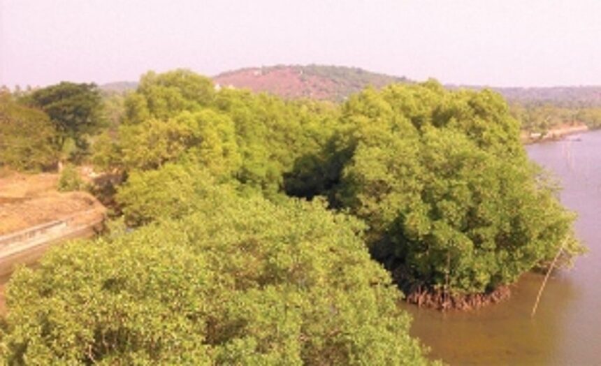 ‘Mangrove Walk’ at Candolim to be ready by May-end