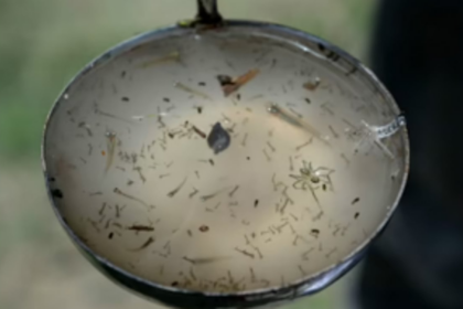 ‘Old, abandoned buildings are breeding ground for mosquitoes’