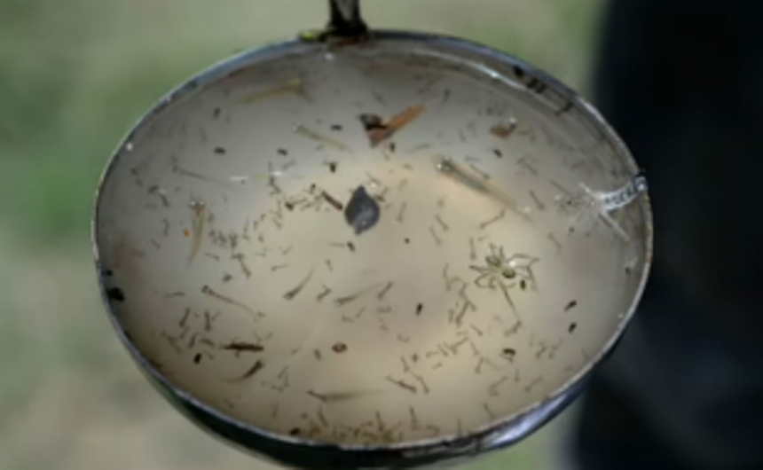 ‘Old, abandoned buildings are breeding ground for mosquitoes’ 1 ‘Old, abandoned buildings are breeding ground for mosquitoes’