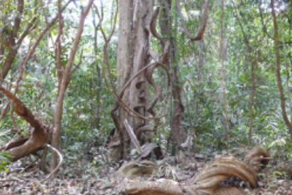 ‘Persons impersonating as govt officials threatening tribals’