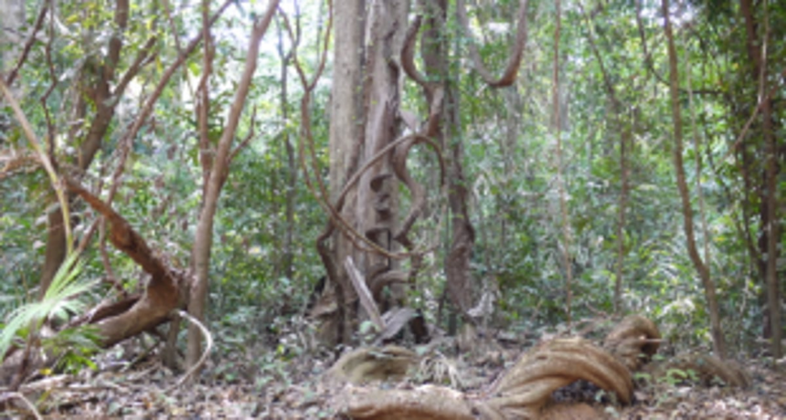 ‘Persons impersonating as govt officials threatening tribals’