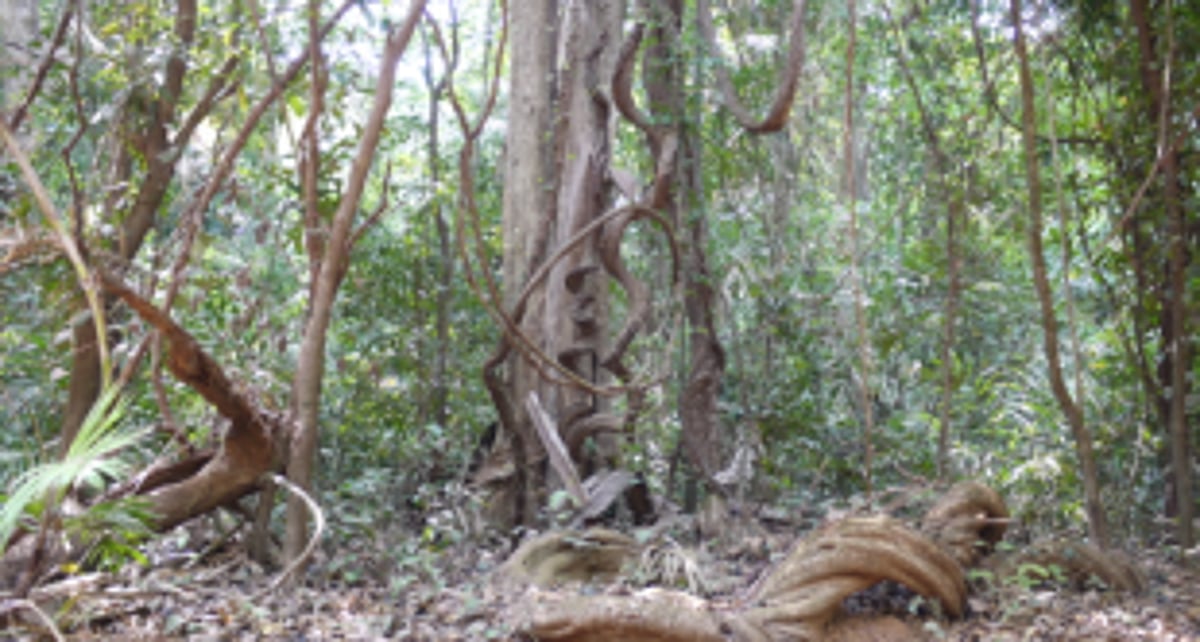 ‘Persons impersonating as govt officials threatening tribals’