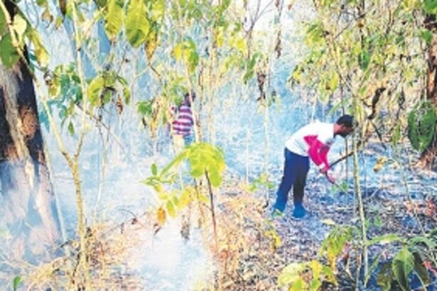 ‘Poor access to private forests in South Goa makes wildfires difficult to douse’