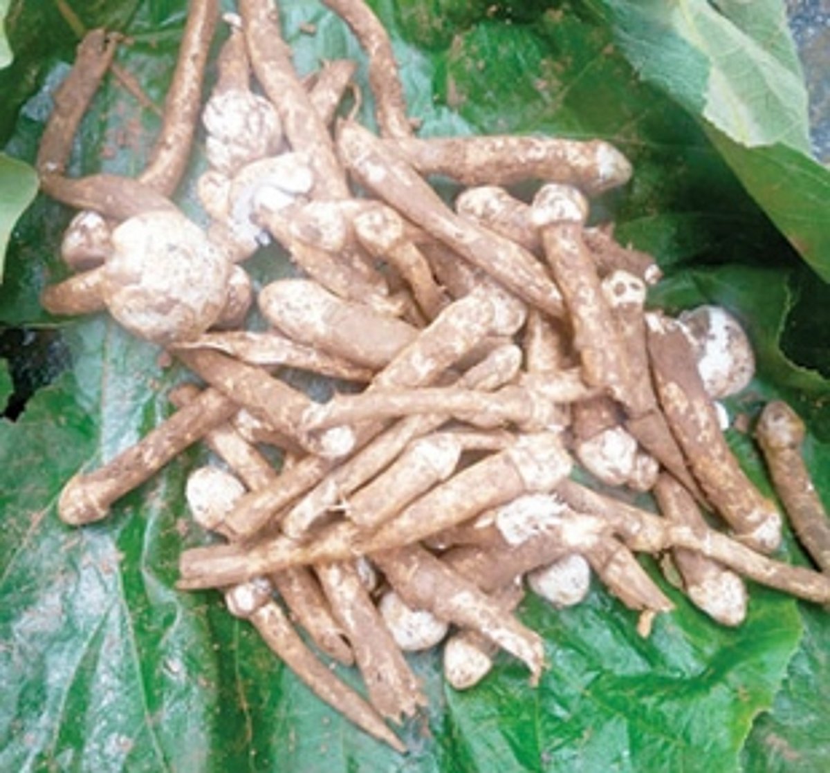 ‘Roin allmi’, the mouth-watering monsoon delicacy is here