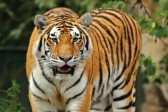 ‘Save Mhadei Save Tiger’ activists accuse Ranes  of ‘misleading’ people