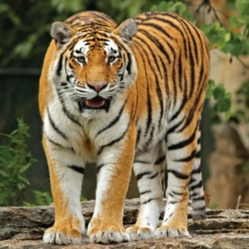 ‘Save Mhadei Save Tiger’ activists accuse Ranes of ‘misleading’ people 1 ‘Save Mhadei Save Tiger’ activists accuse Ranes of ‘misleading’ people