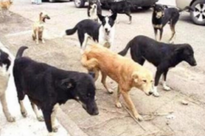 ‘Strays’ elevated to ‘community dogs’ status