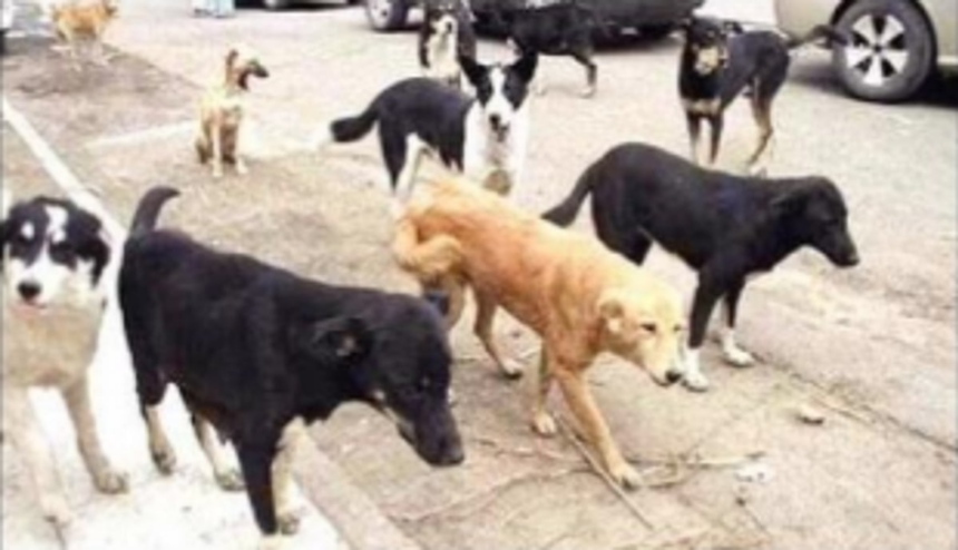 ‘Strays’ elevated to ‘community dogs’ status