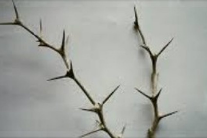 ‘VALUE’ of Thorns!